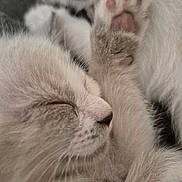 Neige participe au concours pour gagner de l'argent avec cette photo : kitten, cat, paw, sleeping, closeup, fur, pink_paw_pads, cute, animal, pet, whiskers, nose, soft, cozy, resting, feline, domestic_cat, young, mammal, sleep