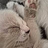 kitten, cat, paw, sleeping, closeup, fur, pink_paw_pads, cute, animal, pet, whiskers, nose, soft, cozy, resting, feline, domestic_cat, young, mammal, sleep