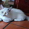 Neige a rejoint le concours — aidez-le/la à gagner de superbes lots ! kitten, cat, indoor, floor, tile, blue_eyes, feline, pet, resting, brown_cat, box, cozy, fur, animal, domestic, cute, young, relaxed, looking, home