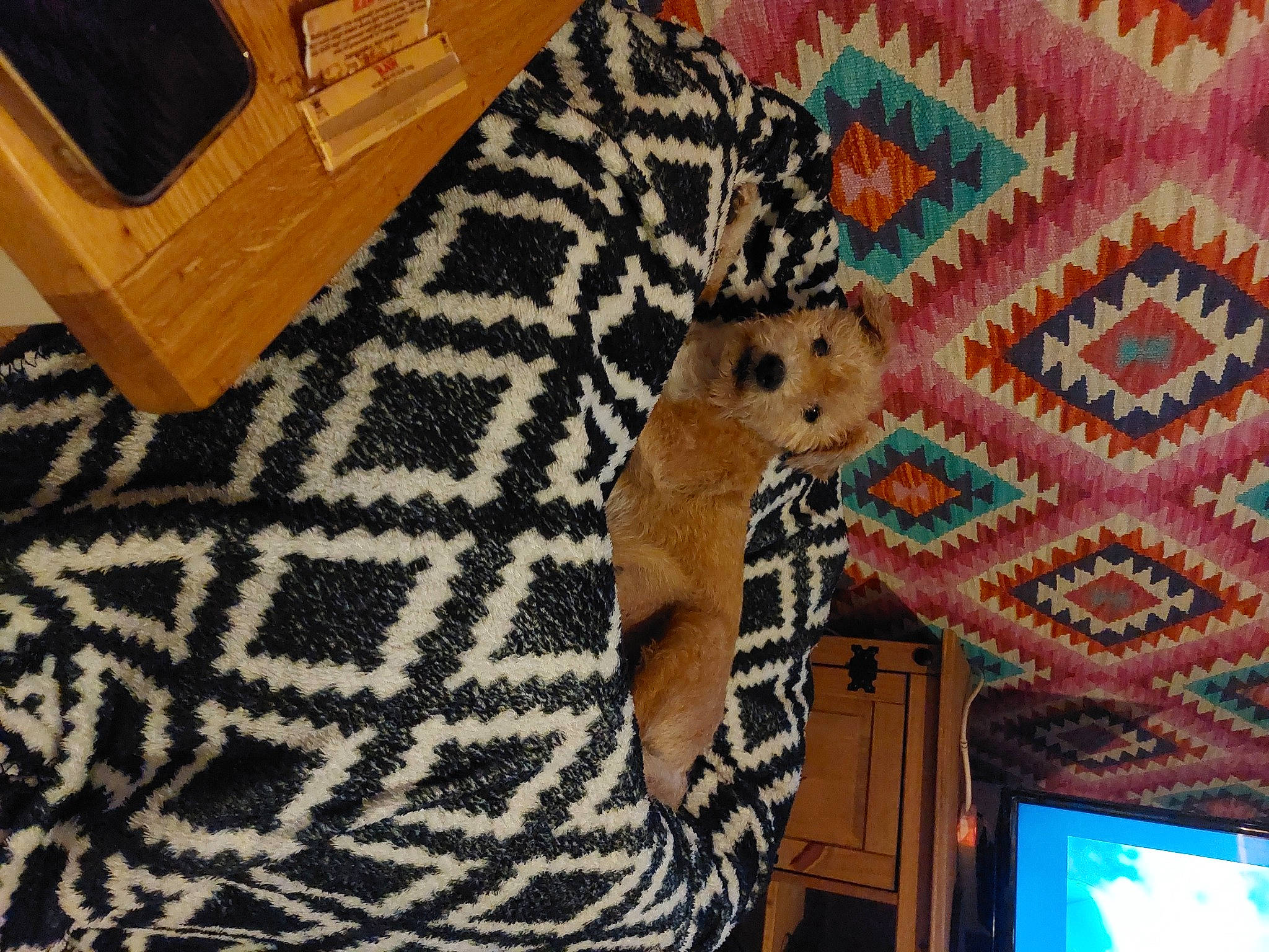 Flint is registered to the contest to win money with this photo: art, brown, carpet, couch, fawn, flooring, fur, hardwood, linens, living_room, pattern, plush, room, rug, stuffed_toy, textile, toy, wood, wool, woven_fabric