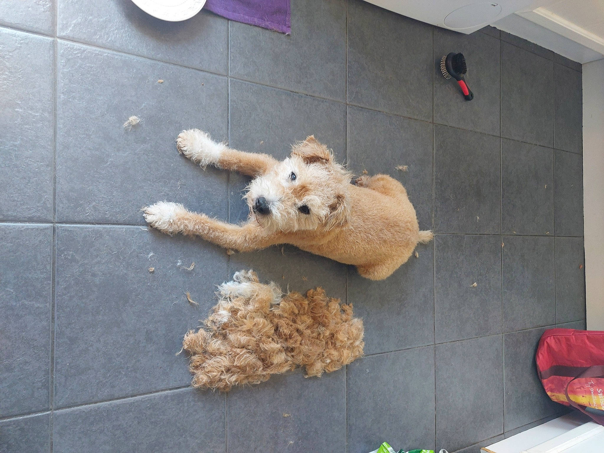 Flint joined the competition — help win amazing prizes! asphalt, bag, bear, companion_dog, concrete, dog, dog_breed, floor, flooring, fur, luggage_and_bags, road_surface, sidewalk, sporting_group, stuffed_toy, teddy_bear, toy, toy_dog, wood, working_animal