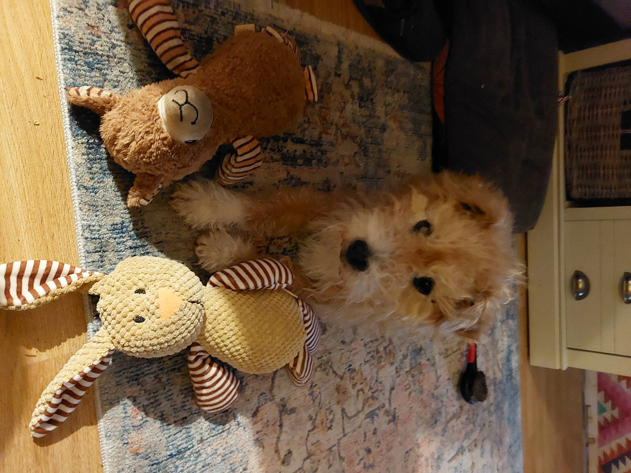 Flint joined the competition — help win amazing prizes! canidae, carnivore, companion_dog, dog_breed, fawn, felidae, flooring, fur, hardwood, plush, rodent, small_terrier, snout, sporting_group, stuffed_toy, tail, terrestrial_animal, toy, toy_dog, wood