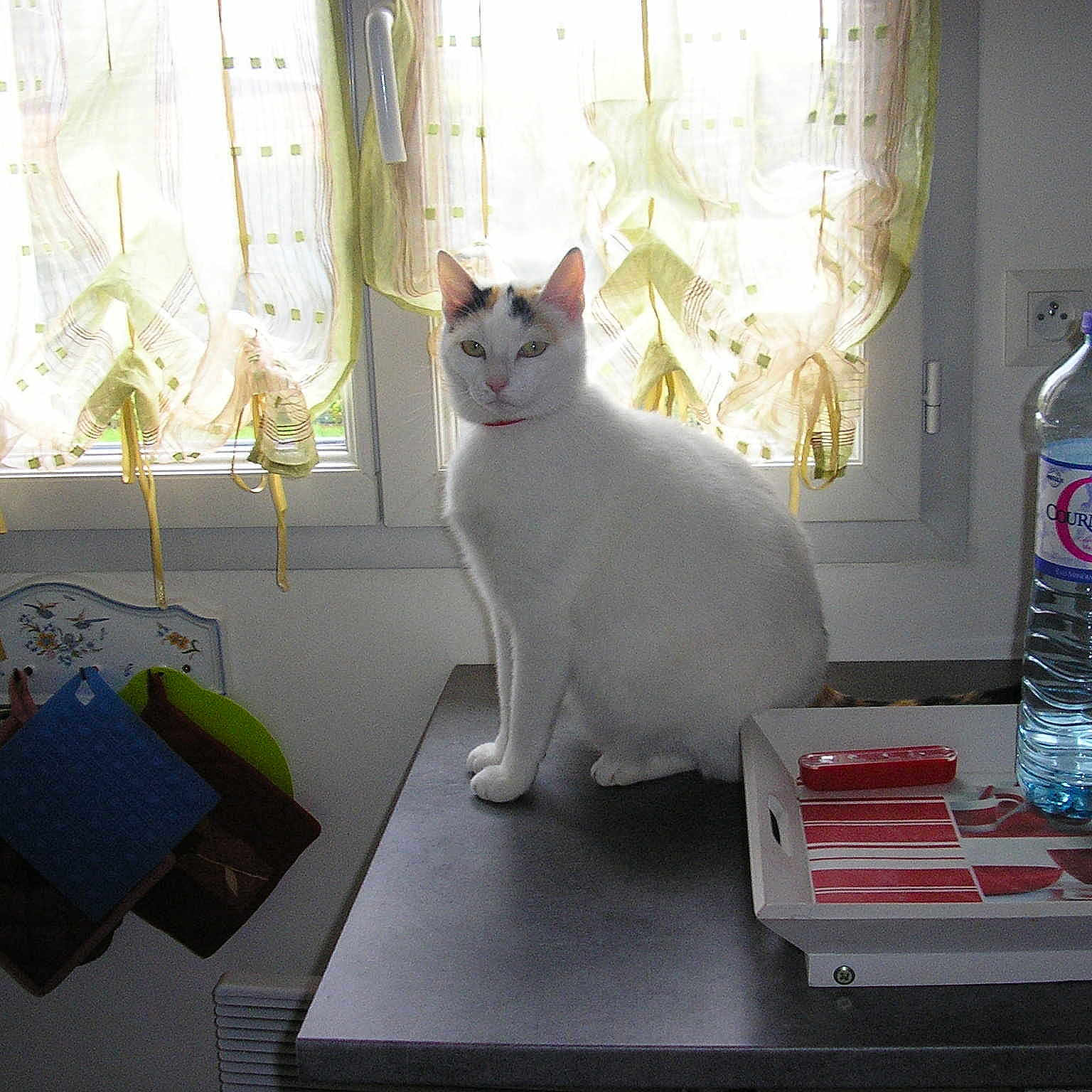 Choupi a rejoint le concours — aidez-le/la à gagner de superbes lots !