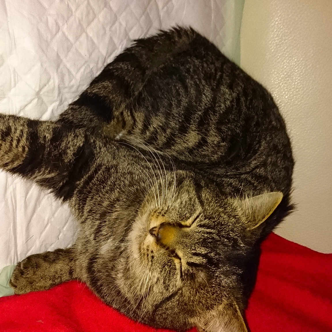 Pipiou