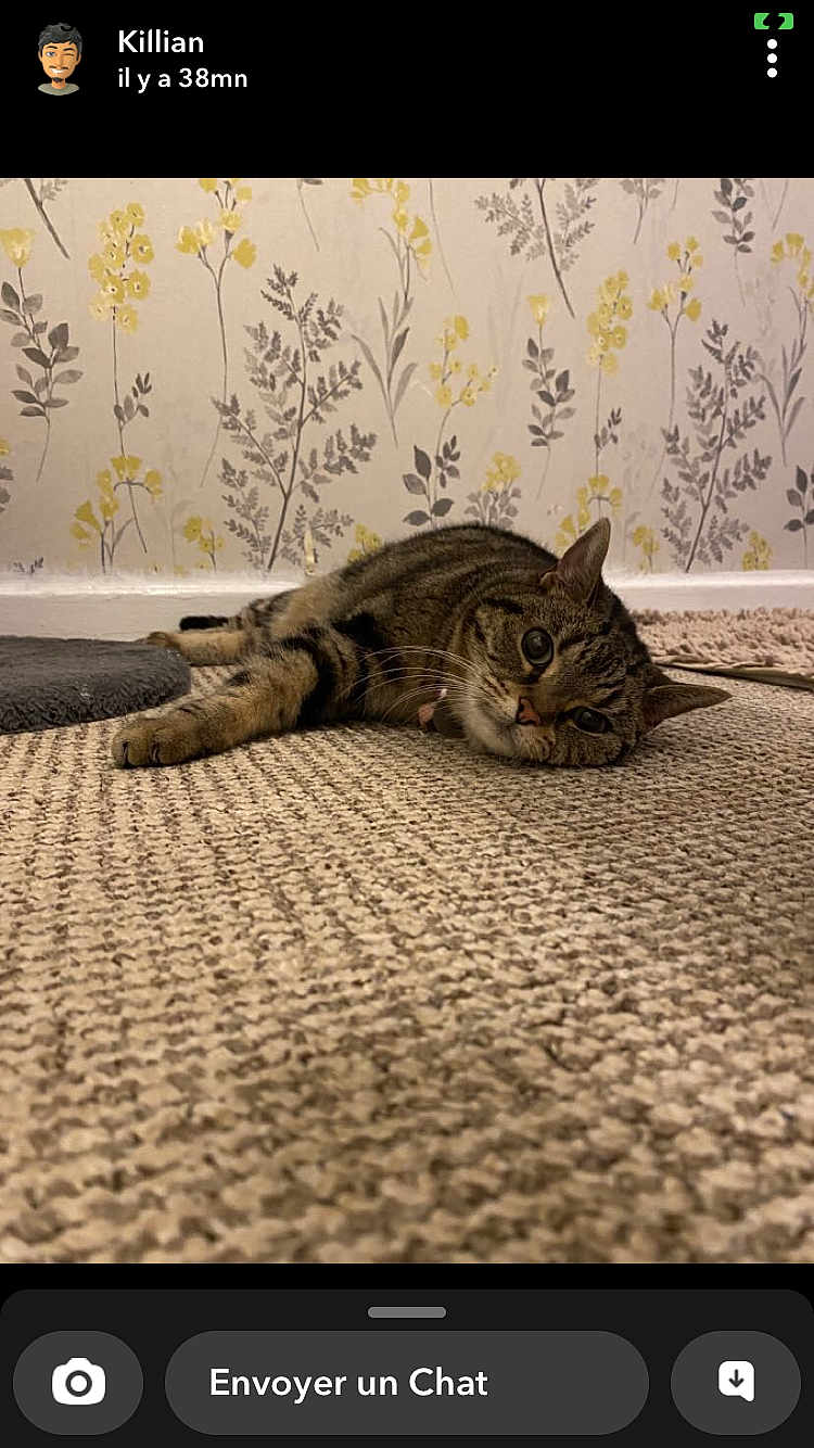 Lila joined the competition — help win amazing prizes! cat, tabby, carpet, floor, wallpaper, floral_pattern, indoor, pet, animal, feline, relaxed, lying_down, curious, whiskers, ears, collar, home, cozy, texture, brown