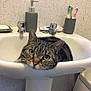 Lila is registered to the contest to win money with this photo: cat, tabby_cat, sink, bathroom, soap_dispenser, toothbrush, toothpaste, faucet, domestic, pet, animal, curious, relaxed, indoor, closeup, whiskers, face, ears, fur, household
