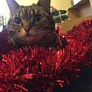 Lila joined the competition — help win amazing prizes! cat, tabby, tinsel, red, indoor, decor, pets, closeup, curious, feline, holiday, festive, shiny, cozy, whiskers, eyes, background, soft, face, fur