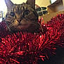 cat, tabby, tinsel, red, indoor, decor, pets, closeup, curious, feline, holiday, festive, shiny, cozy, whiskers, eyes, background, soft, face, fur