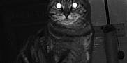 Lila is registered to the contest to win money with this photo: cat, indoor, animal, tabby, glowing_eyes, furniture, dark, night, pet, mammal, whiskers, ears, sitting, shadow, household, lamp, cord, wall, floor, domestic_animal