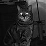 cat, indoor, animal, tabby, glowing_eyes, furniture, dark, night, pet, mammal, whiskers, ears, sitting, shadow, household, lamp, cord, wall, floor, domestic_animal