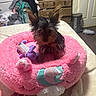 Princess is registered to the contest to win money with this photo: dog, small_dog, puppy, fluffy_bed, pink_bed, unicorn_bed, plush_toy, purple_toy, bedroom, bed, hand, furniture, dresser, clothes, door, trash_can, carpet, indoor, pet, cute