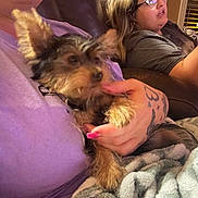 Princess joined the competition — help win amazing prizes! dog, person, tattoo, glasses, couch, blanket, indoor, hand, pet, relaxing, seated, window, evening, casual, comfort, fur, human, female, home, friendship