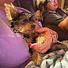 dog, person, tattoo, glasses, couch, blanket, indoor, hand, pet, relaxing, seated, window, evening, casual, comfort, fur, human, female, home, friendship