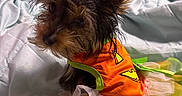 Princess is registered to the contest to win money with this photo: dog, small_dog, costume, halloween, bed, blanket, ear, fur, pet, cute, animal, indoors, clothing, colorful, tulle, orange, green, yellow, portrait, sitting