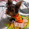 dog, small_dog, costume, halloween, bed, blanket, ear, fur, pet, cute, animal, indoors, clothing, colorful, tulle, orange, green, yellow, portrait, sitting