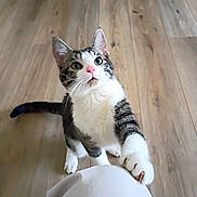 Horus is registered to the contest to win money with this photo: cat, tabby, white_cat, pet, animal, feline, whiskers, green_eyes, pink_nose, wide_eyed, paws, sitting, standing, indoor, wooden_floor, home, portrait, closeup, playful, curious