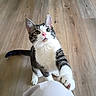 cat, tabby, white_cat, pet, animal, feline, whiskers, green_eyes, pink_nose, wide_eyed, paws, sitting, standing, indoor, wooden_floor, home, portrait, closeup, playful, curious