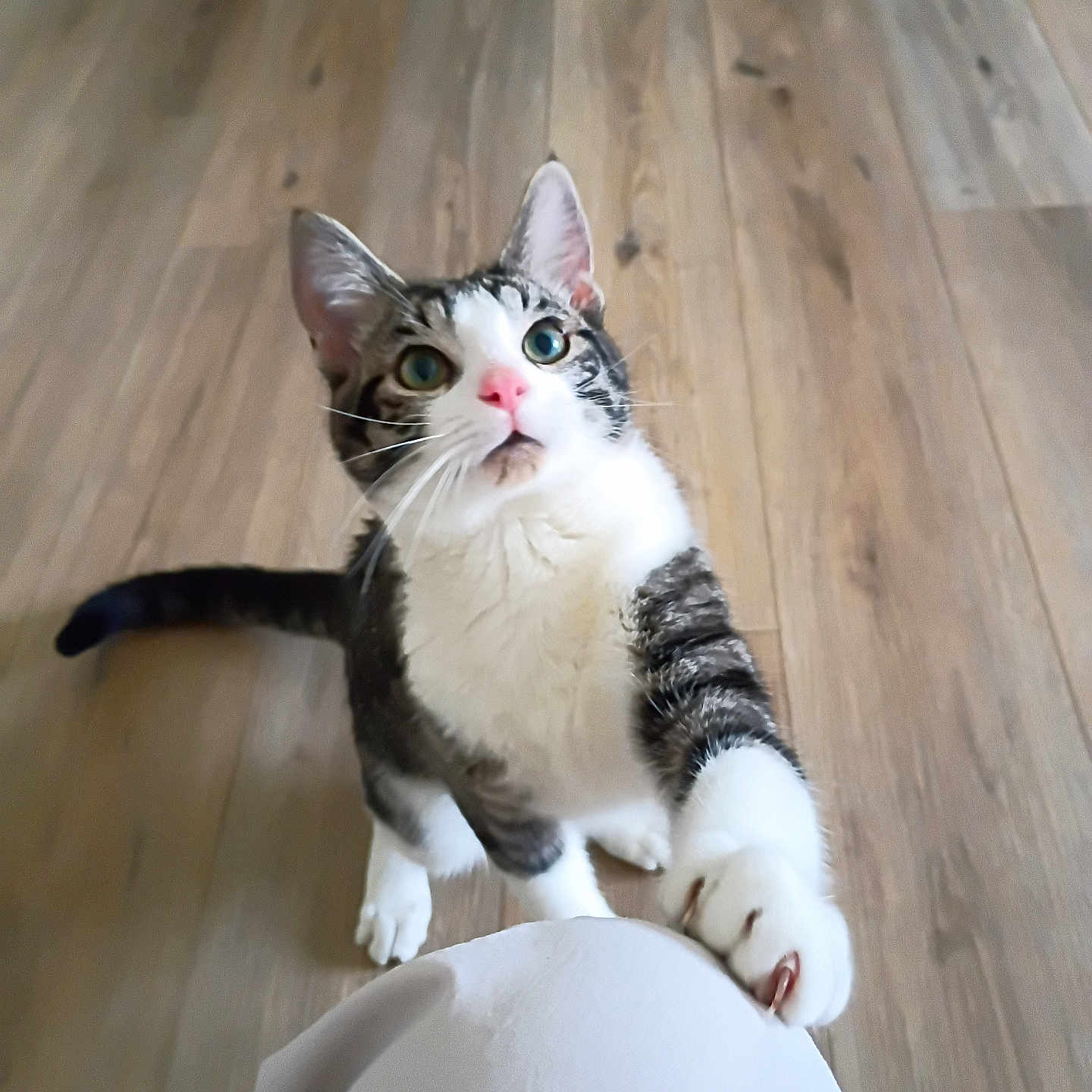 Horus is registered to the contest to win money with this photo: cat, tabby, white_cat, pet, animal, feline, whiskers, green_eyes, pink_nose, wide_eyed, paws, sitting, standing, indoor, wooden_floor, home, portrait, closeup, playful, curious