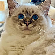 Thalie participe au concours pour gagner de l'argent avec cette photo : cat, blue_eyes, fluffy, close_up, pet, feline, whiskers, indoor, soft_fur, portrait, cute, animal, domestic_cat, mammal, looking, ears, nose, face, relaxed, furry