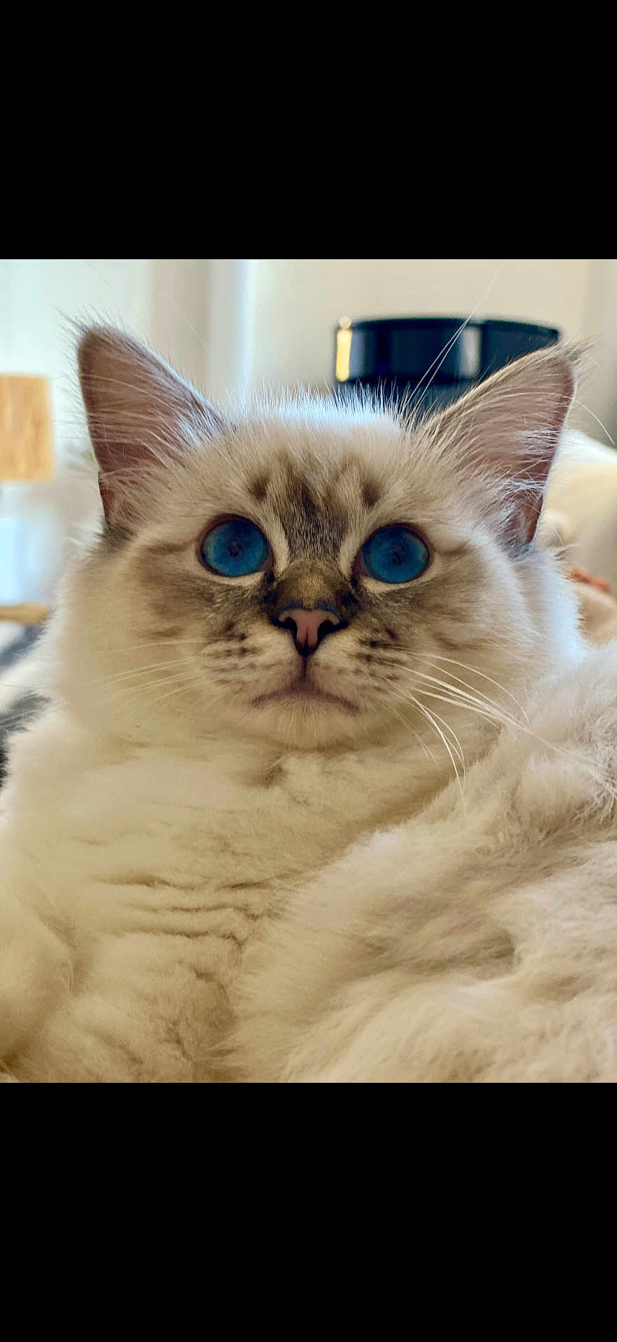 Thalie participe au concours pour gagner de l'argent avec cette photo : cat, blue_eyes, fluffy, close_up, pet, feline, whiskers, indoor, soft_fur, portrait, cute, animal, domestic_cat, mammal, looking, ears, nose, face, relaxed, furry