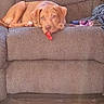 dog, couch, living_room, pet, brown_dog, relaxed, indoor, furniture, red_object, floor, home, canine, animal, resting, cozy, blanket, plastic, toy, domestic, quiet