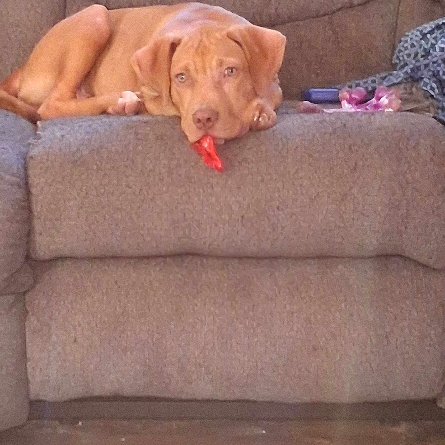 Beau