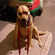 Leo joined the competition — help win amazing prizes! brown_coat, carpet, collar, cute, dog, dog_bed, expression, eyes, floor, house, indoor, leash, leash_in_mouth, looking_at_camera, muzzle, paws, pet, sitting, snout, toy_wagon