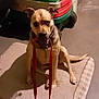 brown_coat, carpet, collar, cute, dog, dog_bed, expression, eyes, floor, house, indoor, leash, leash_in_mouth, looking_at_camera, muzzle, paws, pet, sitting, snout, toy_wagon