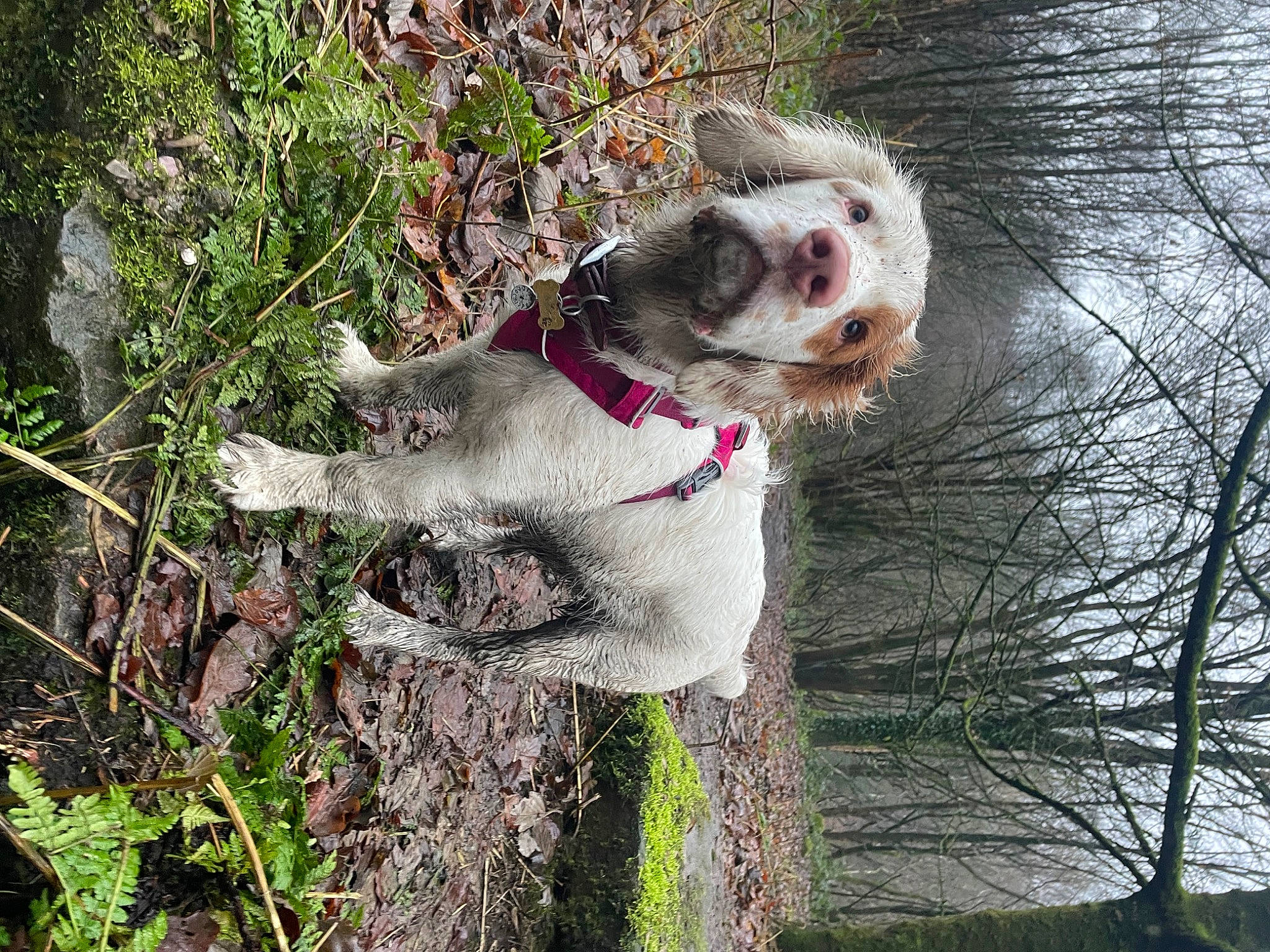 Albert is registered to the contest to win money with this photo: canidae, carnivore, collar, companion_dog, dog, dog_breed, dog_collar, fawn, fur, grass, plant, snout, sporting_group, tail, terrestrial_animal, terrier, tree, trunk, twig, whiskers