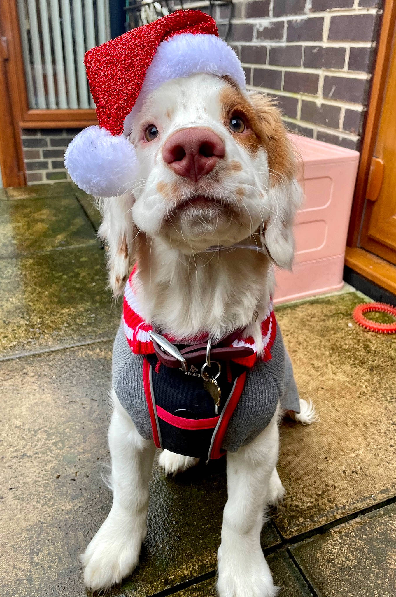 Albert is registered to the contest to win money with this photo: cabinetry, canidae, carnivore, collar, companion_dog, dog, dog_breed, dog_clothes, dog_collar, dog_supply, door, eyewear, fashion_accessory, fur, leash, personal_protective_equipment, pet_supply, snout, sporting_group, working_animal