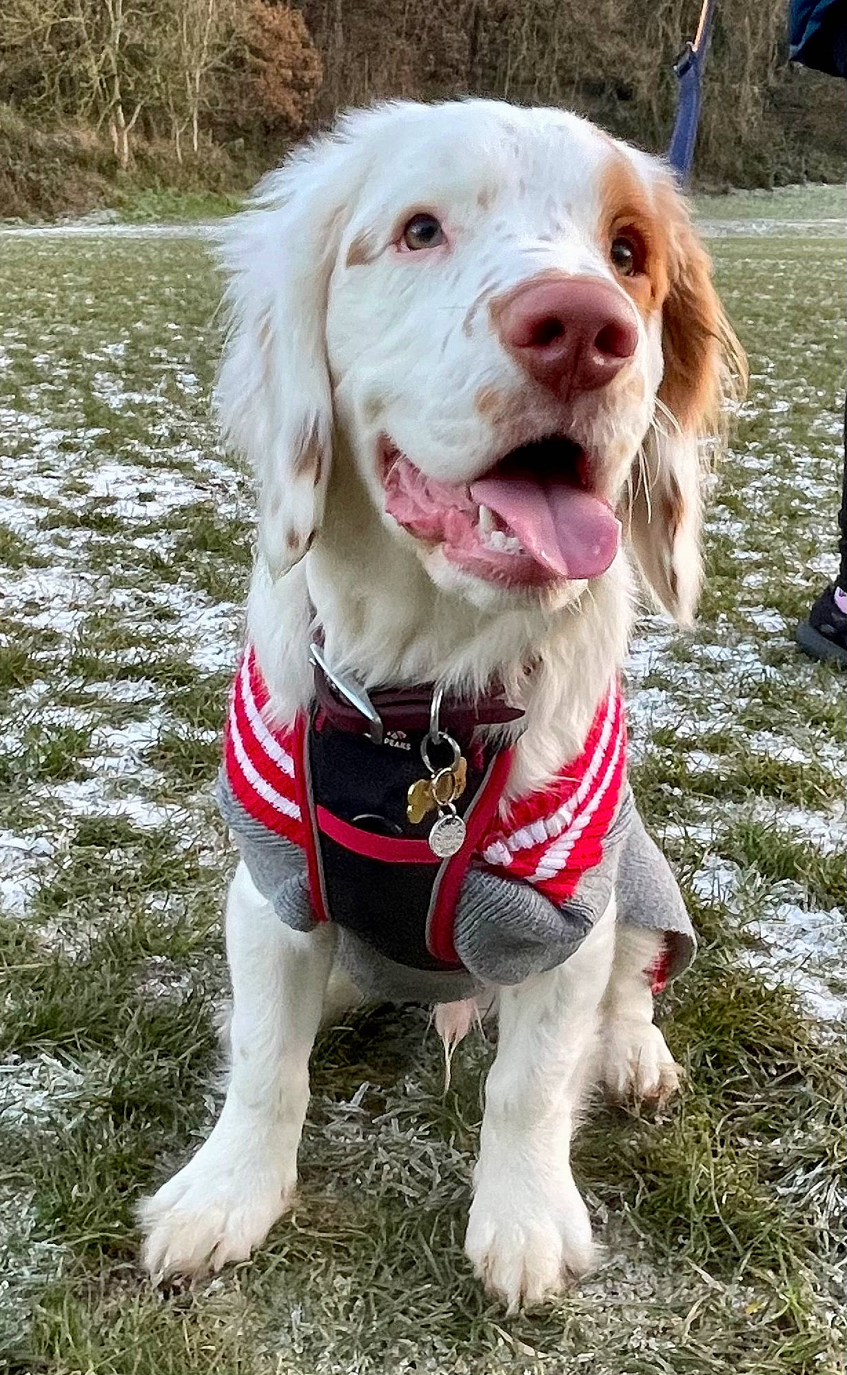 Albert joined the competition — help win amazing prizes! canidae, carnivore, circle, collar, companion_dog, dog, dog_breed, dog_collar, dog_supply, fur, grass, gun_dog, leash, liver, pet_supply, plant, retriever, snout, spaniel, sporting_group