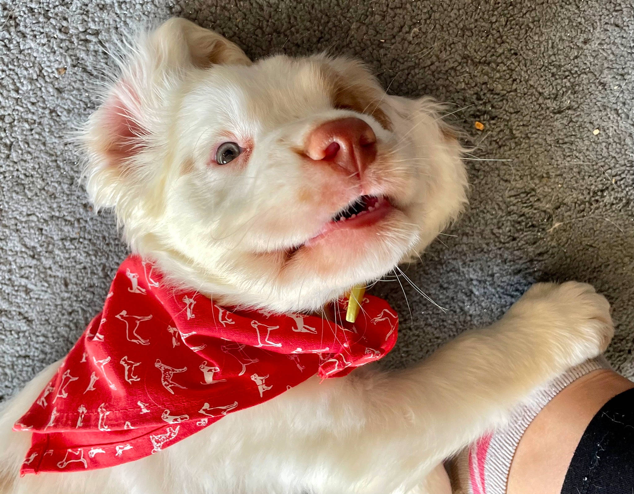 Albert joined the competition — help win amazing prizes! canidae, carnivore, collar, companion_dog, dog, dog_breed, dog_clothes, dog_collar, dog_supply, fawn, felidae, paw, pet_supply, sleeve, sporting_group, stuffed_toy, toy, whiskers, working_animal, wrist