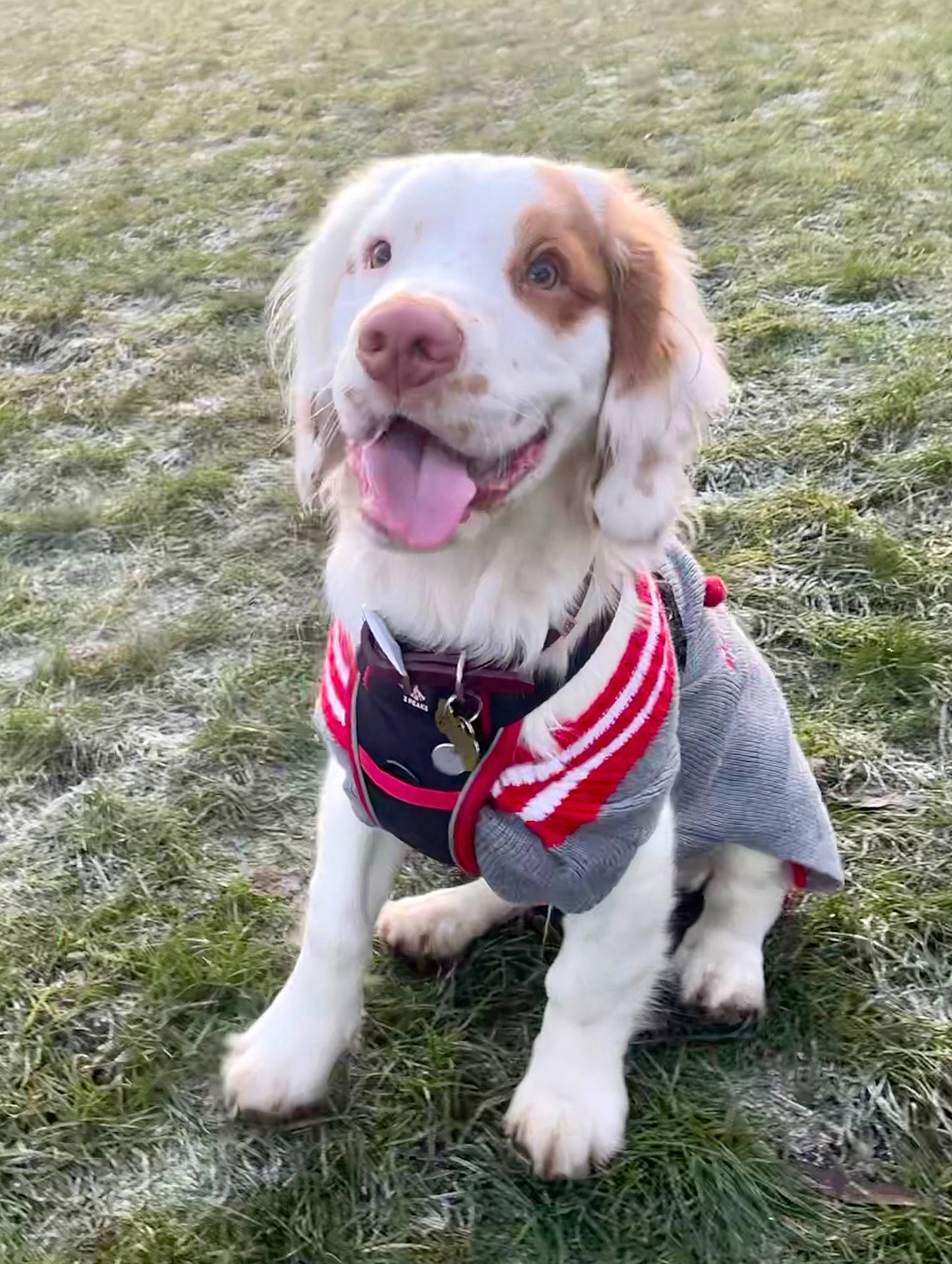 Albert is registered to the contest to win money with this photo: canidae, carnivore, companion_dog, dog, dog_breed, dog_supply, fur, grass, hound, hunting_dog, liver, plant, snout, spaniel, sporting_group, tennis_ball, toy, whiskers