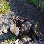 Saline participe au concours pour gagner de l'argent avec cette photo : animal, black_and_white, boston_terrier, canine, daytime, dog, ears, fur, grass, looking_up, lying_down, nature, outdoor, pavement, pet, relaxed, shadow, small_dog, snout, sunlight