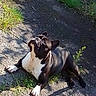 animal, black_and_white, boston_terrier, canine, daytime, dog, ears, fur, grass, looking_up, lying_down, nature, outdoor, pavement, pet, relaxed, shadow, small_dog, snout, sunlight