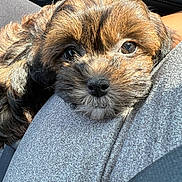 Madeline joined the competition — help win amazing prizes! puppy, dog, close_up, resting, fur, cute, pet, sunlight, lap, soft, animal, companion, adorable, brown_fur, black_nose, portrait, young_dog, domestic_animal, relaxed, indoors