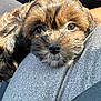 puppy, dog, close_up, resting, fur, cute, pet, sunlight, lap, soft, animal, companion, adorable, brown_fur, black_nose, portrait, young_dog, domestic_animal, relaxed, indoors