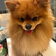 Yeren a rejoint le concours — aidez-le/la à gagner de superbes lots ! dog, pomeranian, fluffy, orange, tongue_out, indoor, table, pet, animal, cute, small_dog, happy, fur, face, canine, domestic_animal, companion, blurred_background, tabletop, mammal