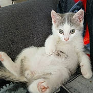 Onyx a rejoint le concours — aidez-le/la à gagner de superbes lots ! kitten, cat, animal, pet, feline, cute, fluffy, white, grey, paw, pink_paw_pads, indoor, blanket, couch, relaxed, lying_down, curious, young, small, fur