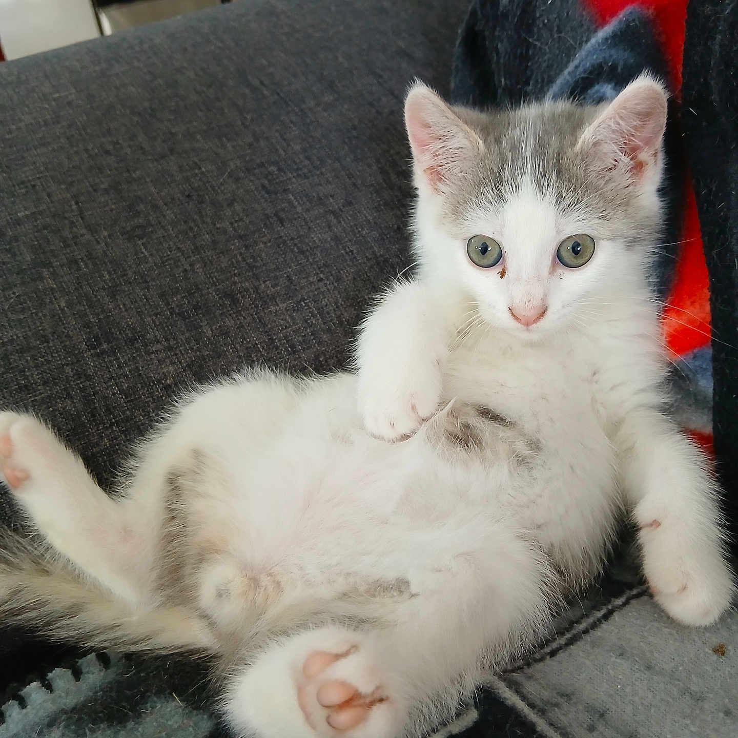 Onyx a rejoint le concours — aidez-le/la à gagner de superbes lots ! animal, blanket, cat, couch, curious, cute, feline, fluffy, fur, grey, indoor, kitten, lying_down, paw, pet, pink_paw_pads, relaxed, small, white, young