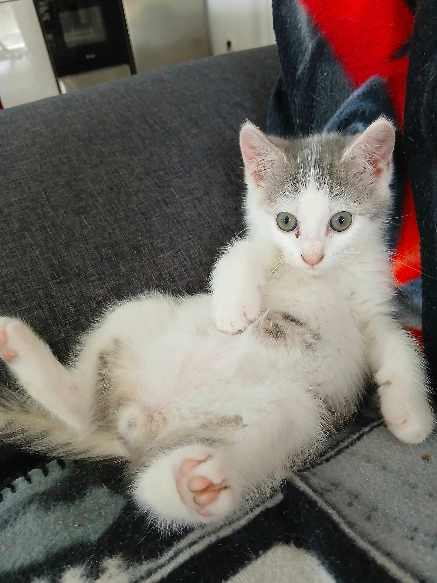 Onyx a rejoint le concours — aidez-le/la à gagner de superbes lots ! kitten, cat, animal, pet, feline, cute, fluffy, white, grey, paw, pink_paw_pads, indoor, blanket, couch, relaxed, lying_down, curious, young, small, fur