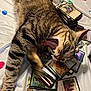 Picasso Dell Bowling is registered to the contest to win money with this photo: advertisement, animal, book, cat, computer, electronics, furniture, hardwood, kitten, laptop, pc, person, pet, photoframe, poster, publication, sleeping, table, text, wood