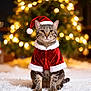 animal, cat, celebration, christmas, christmas_tree, costume, cute, decorations, festive, fluffy_rug, holiday, indoors, lights, pet, portrait, santa_hat, santa_suit, seasonal, tabby_cat, winter