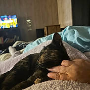 Vangogh joined the competition — help win amazing prizes! bed, blanket, cat, comfort, cozy, feline, fur, hand, human_hand, indoor, living_room, person, pet, relaxation, resting, sleepy, soft, television, tortoiseshell_cat, wood_paneling