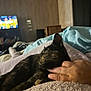 bed, blanket, cat, comfort, cozy, feline, fur, hand, human_hand, indoor, living_room, person, pet, relaxation, resting, sleepy, soft, television, tortoiseshell_cat, wood_paneling