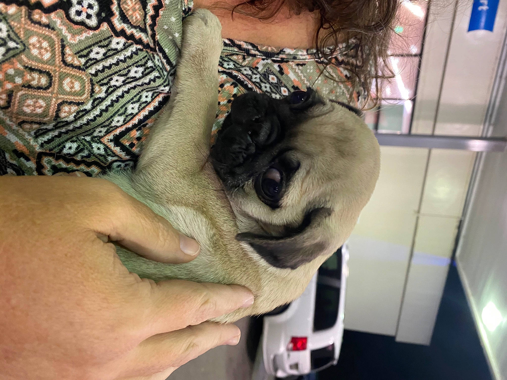 Pugsley joined the competition — help win amazing prizes! chest, companion_dog, dog, eyelash, eyewear, fawn, finger, hair, hairstyle, hand, head, human_leg, nail, shoulder, skin, snout, sunglasses, tattoo, temporary_tattoo, wrist