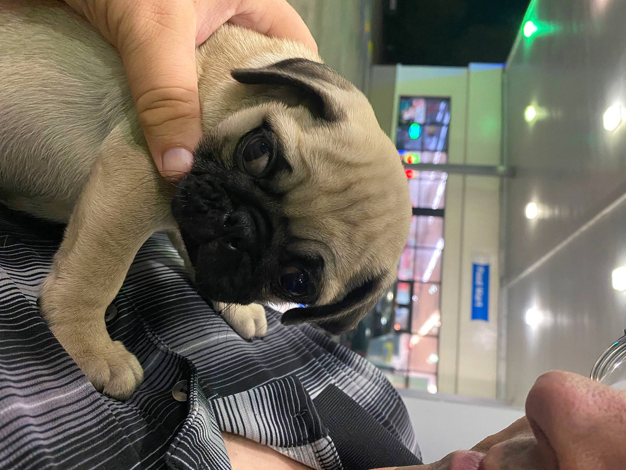 Pugsley is registered to the contest to win money with this photo: arm, chest, comfort, companion_dog, dog_breed, fawn, finger, fur, gesture, hand, human_leg, nail, pattern, pug, snout, thumb, toy_dog, whiskers, wrinkle, wrist