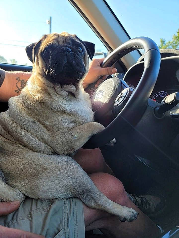 Pugsley is registered to the contest to win money with this photo: automotive_design, automotive_exterior, automotive_tire, car, car_seat_cover, carnivore, companion_dog, dog, dog_breed, fawn, hood, motor_vehicle, pug, sky, snout, steering_wheel, sunglasses, vehicle, vehicle_door, wrinkle