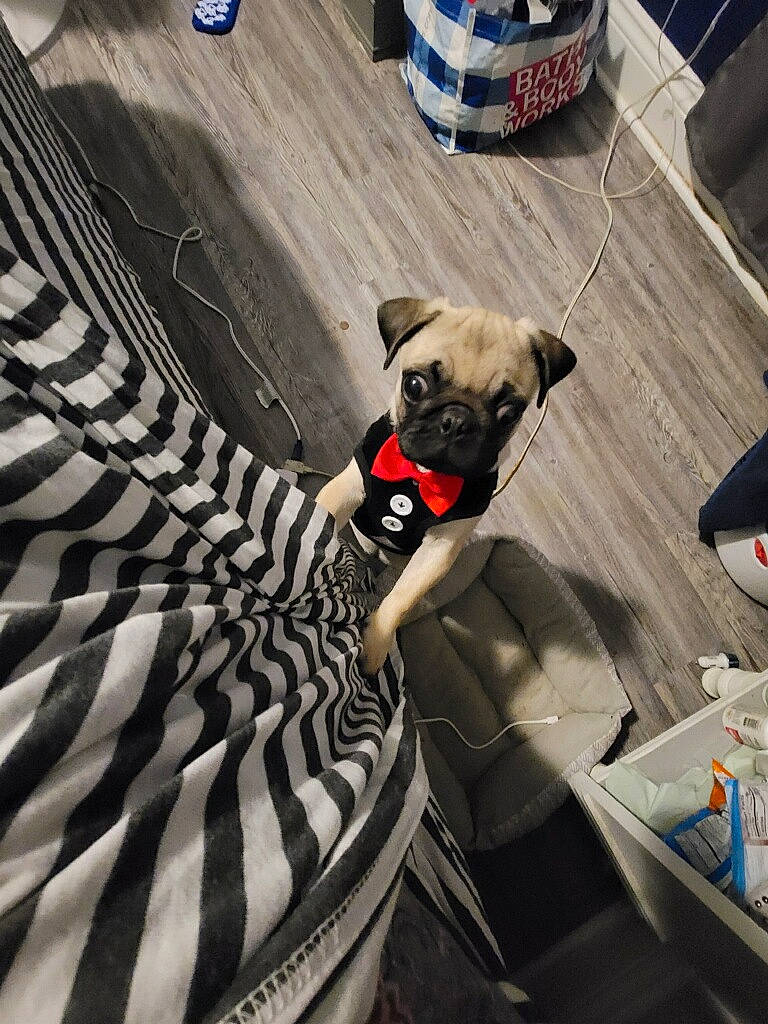 Pugsley joined the competition — help win amazing prizes! automotive_tire, blue, carnivore, collar, companion_dog, dog, dog_breed, dog_clothes, dog_collar, dog_supply, fawn, floor, flooring, mammal, pet_supply, pug, snout, toy_dog, vertebrate, working_animal