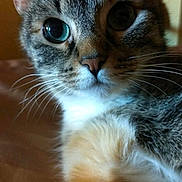 Cherry is registered to the contest to win money with this photo: animal, cat, close_up, curious, cute, domestic, ears, eyes, face, feline, fluffy, fur, indoor, mammal, nose, pet, portrait, resting, tabby, whiskers